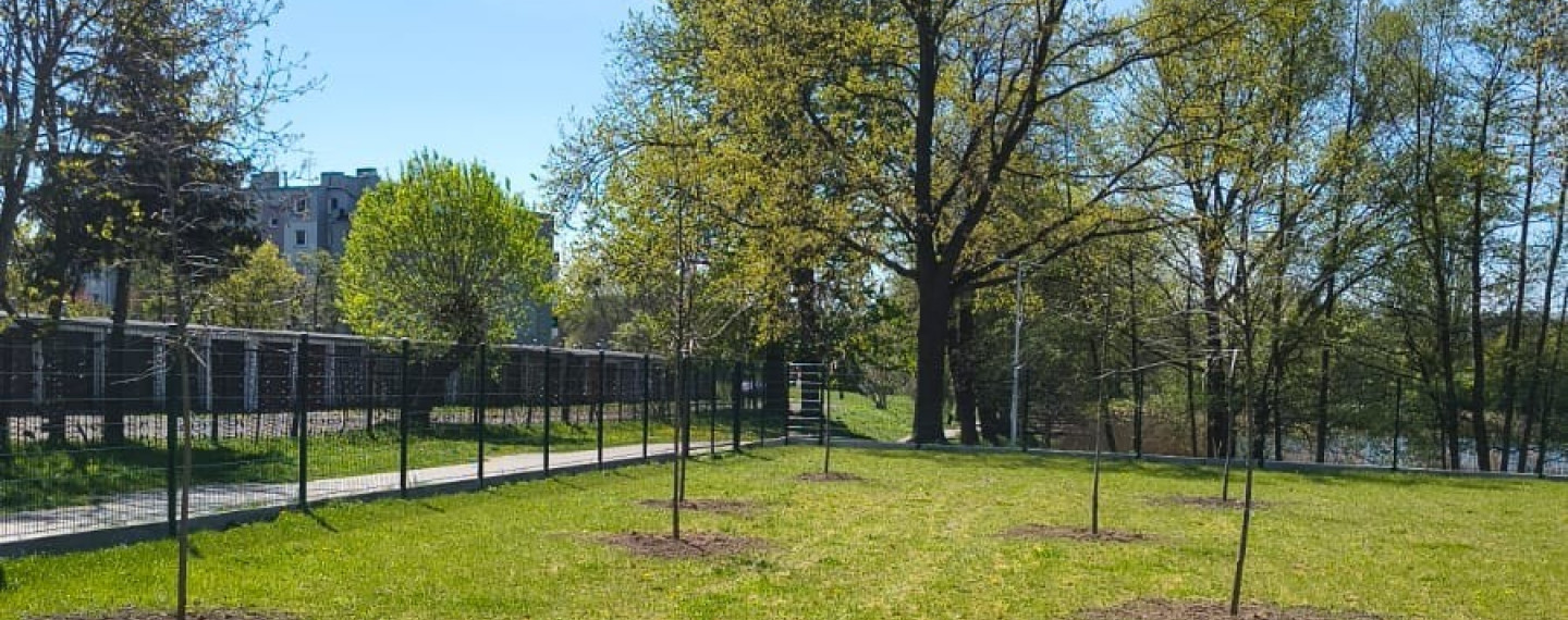 Mnóstwo nowych drzew na basenie